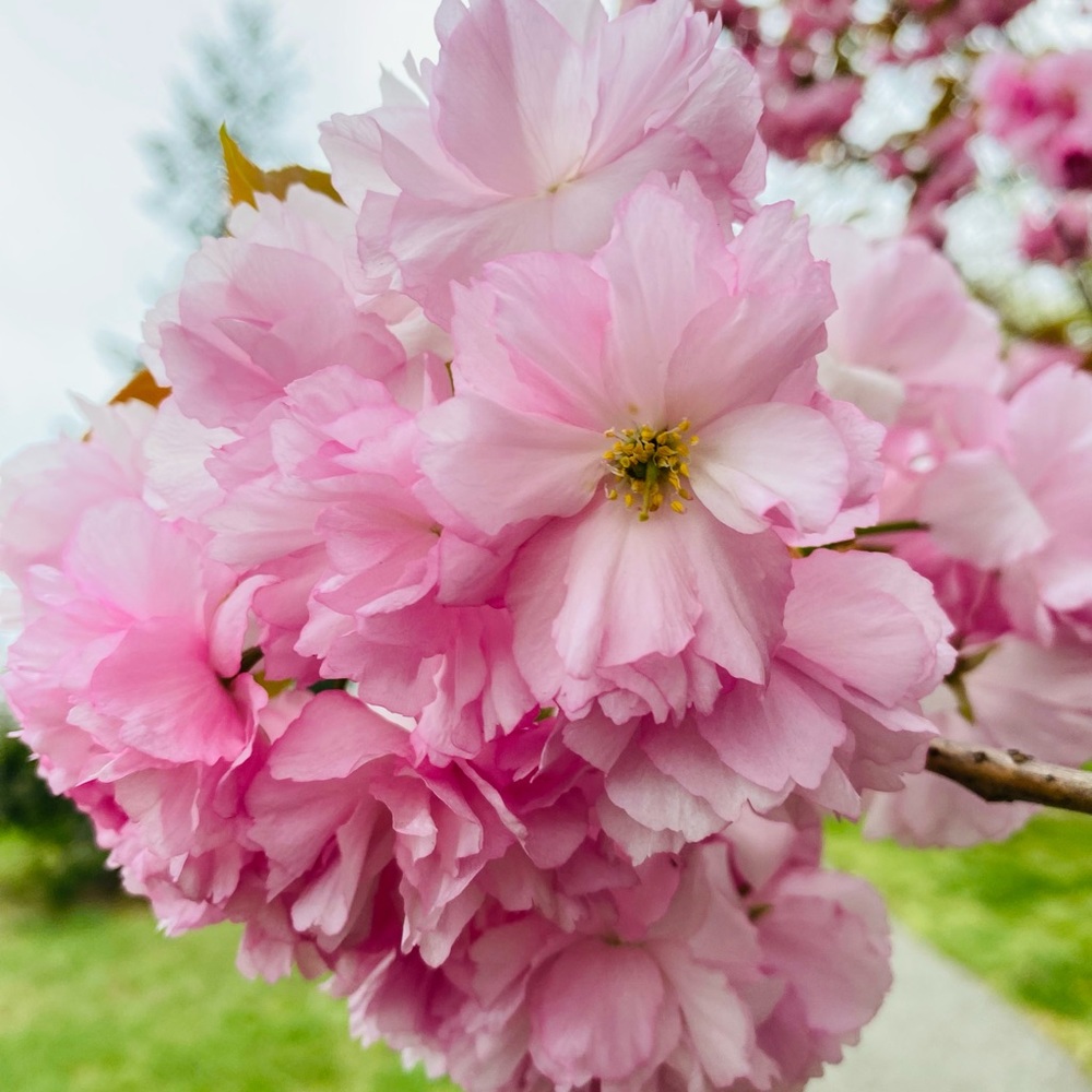 Meet your Posher, Danny